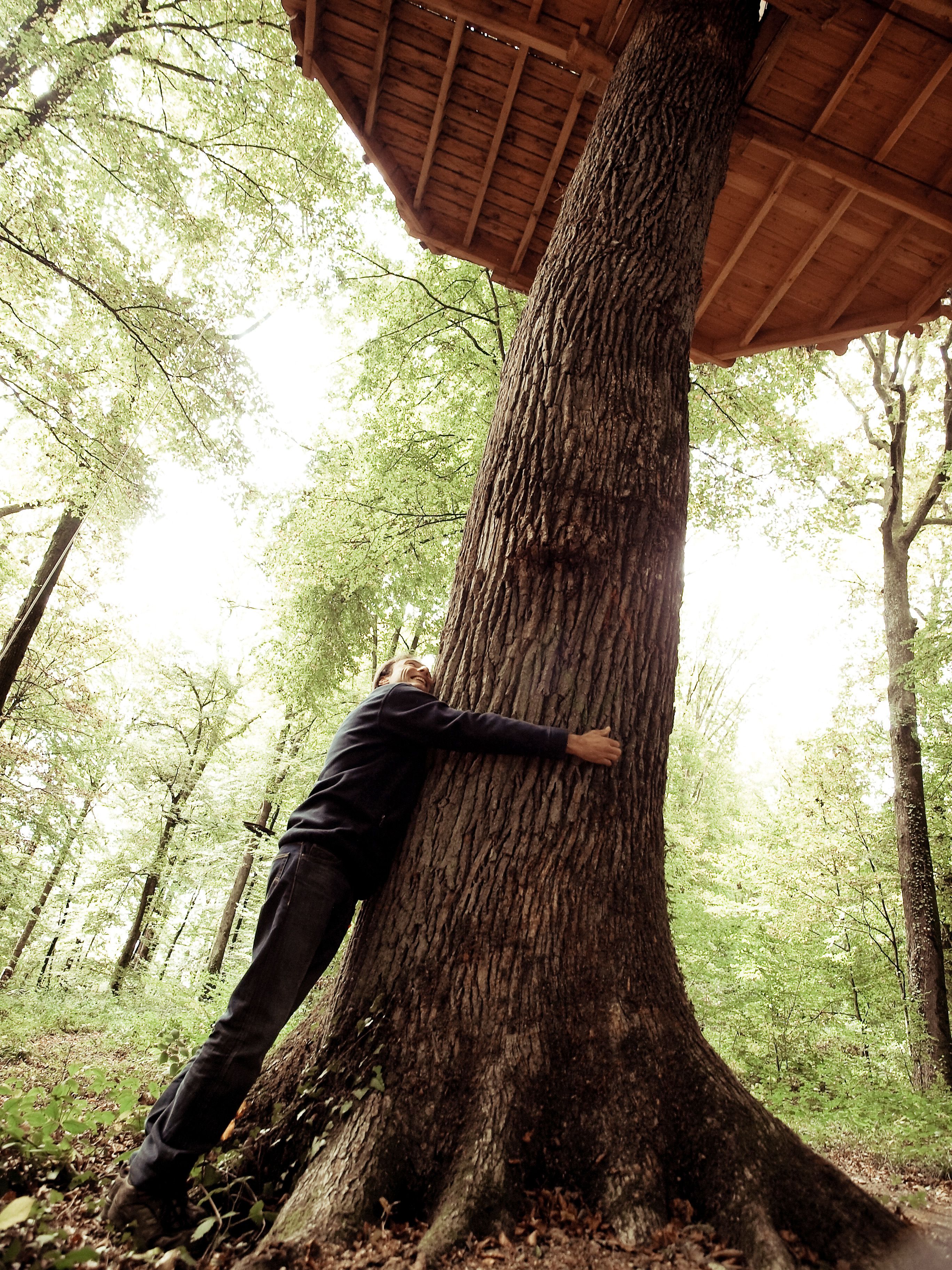 A large tree with a wooden structure built around its base.