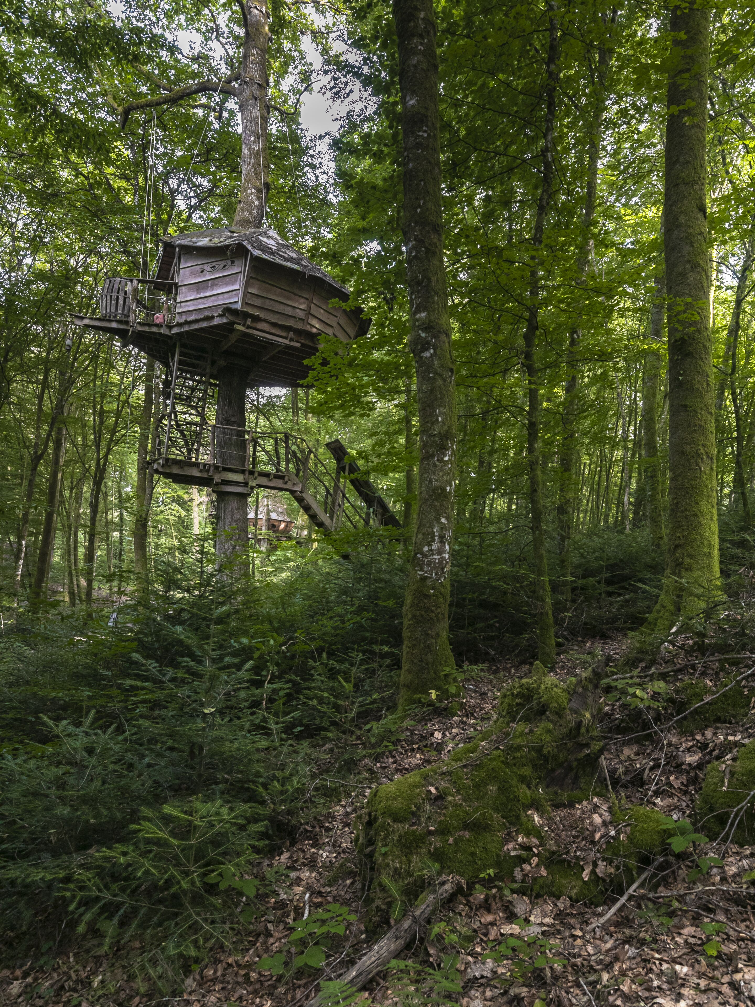 A treehouse in a forest.