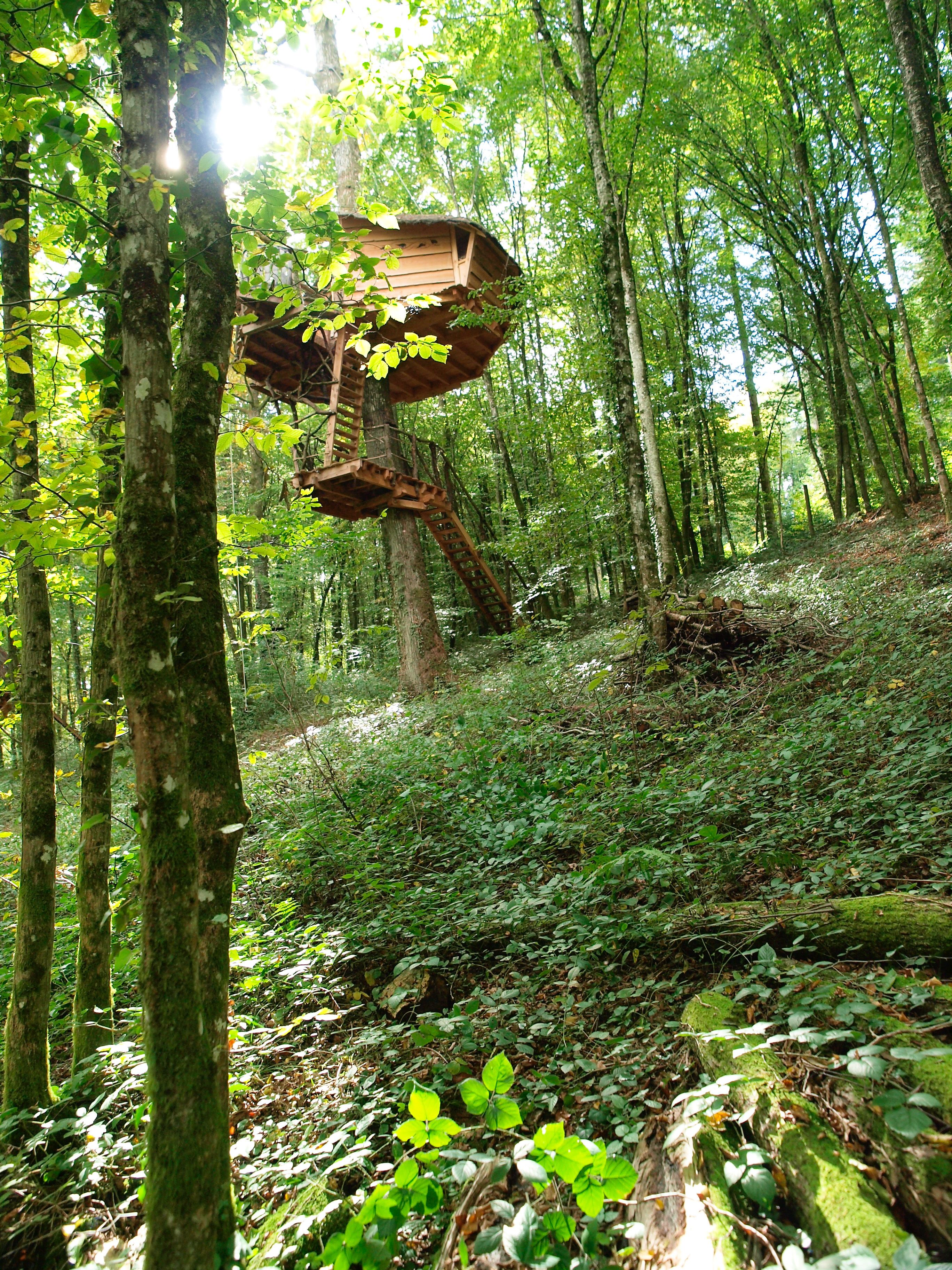 A forested area with a wooden structure built into a tree, featuring a ladder and a platform.