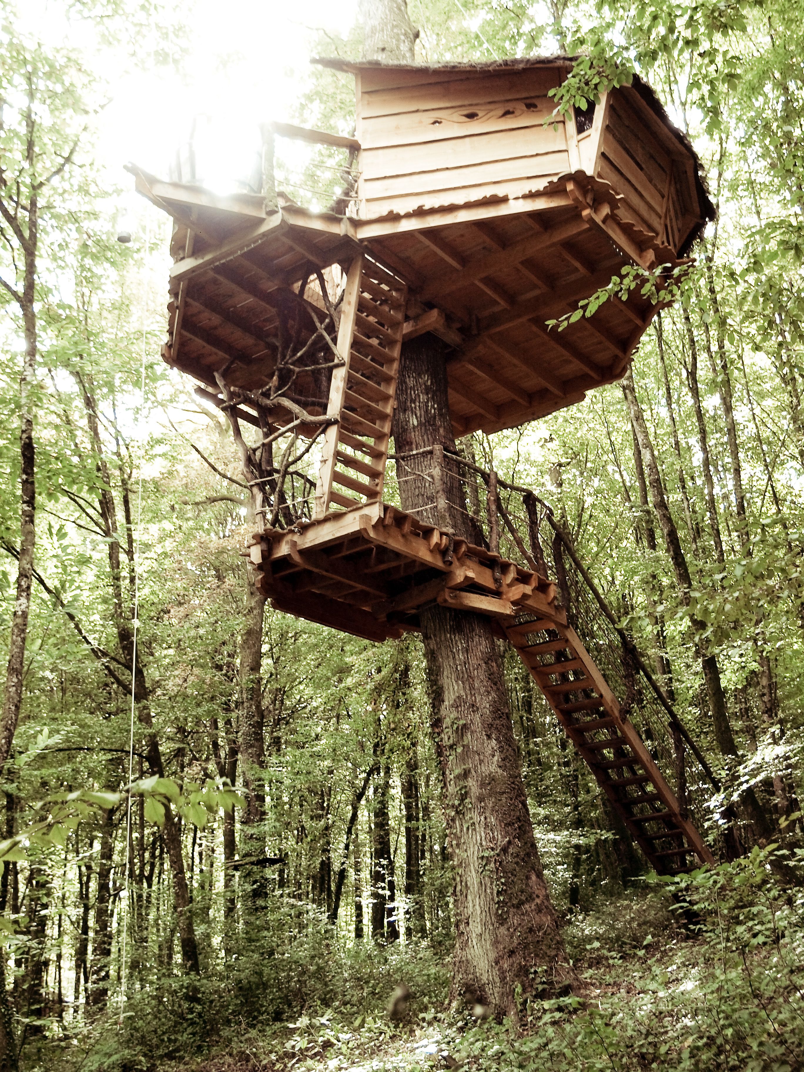 Une cabane dans les arbres, dotée d’une structure en bois, construite autour d’un grand arbre et comprenant une échelle et une plateforme.