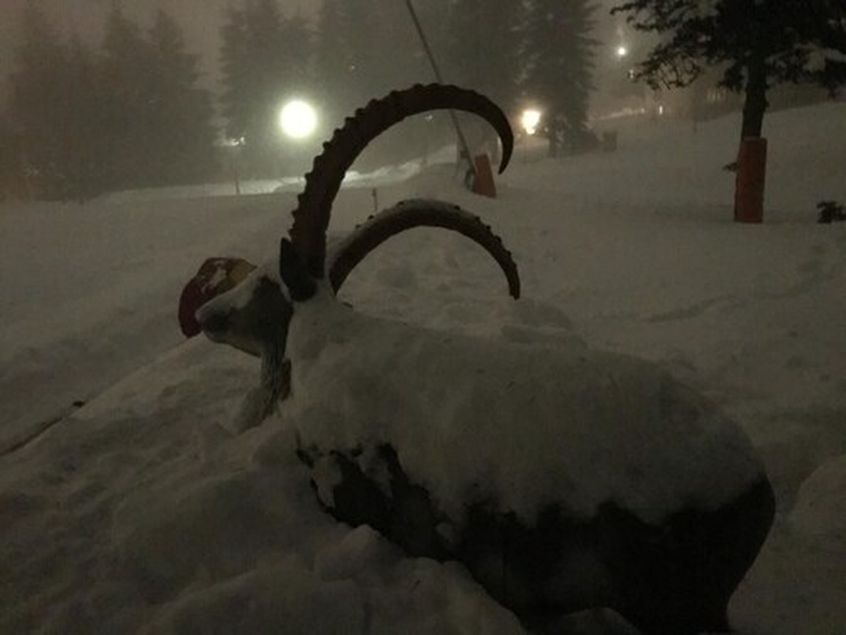 Uma cabra coberta de neve com um chifre curvado, em uma área externa nevada com árvores e luzes ao longe.