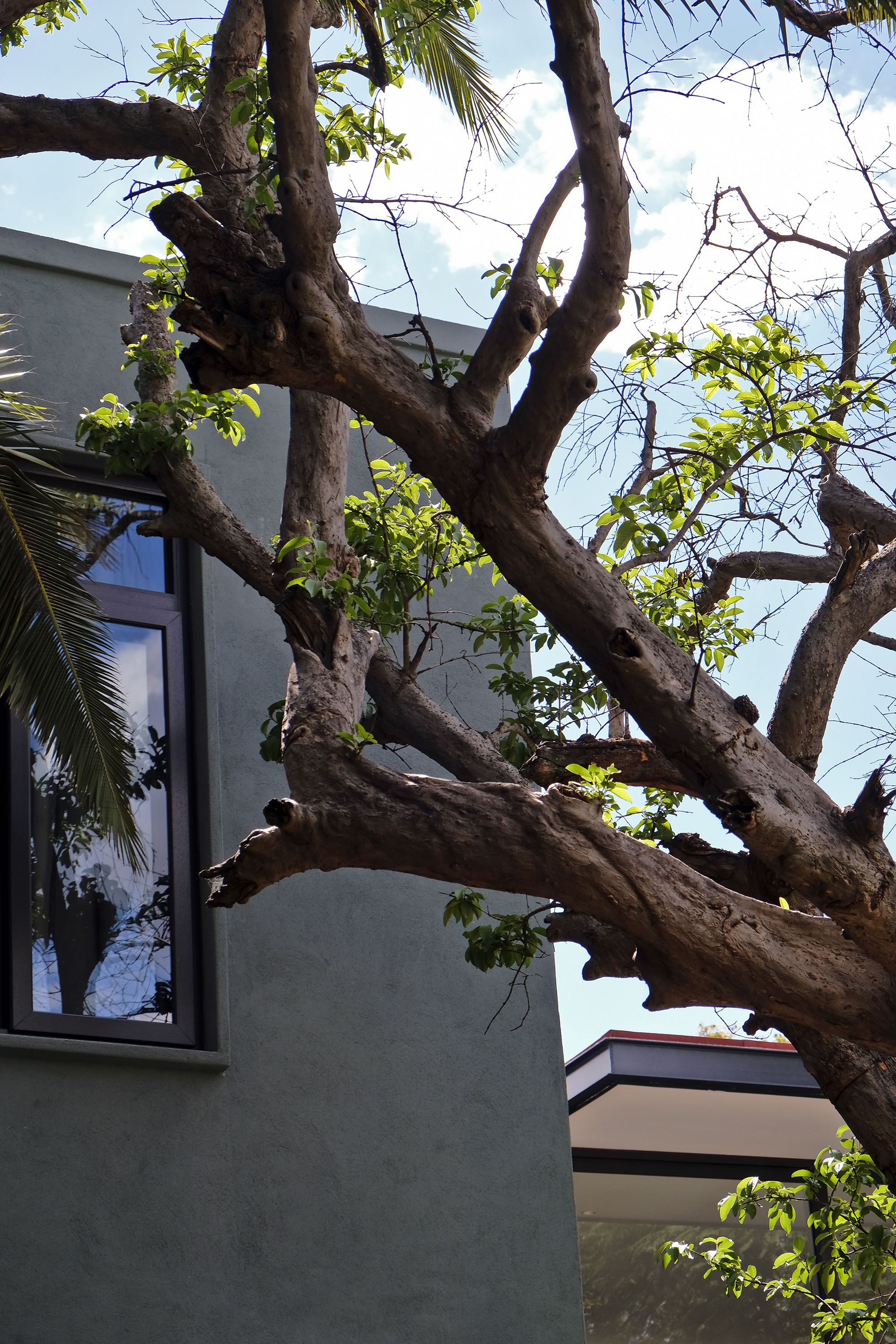 Un árbol con una rama grande que se extiende sobre la ventana de un edificio.