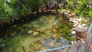 A koi pond with clear water, surrounded by rocks and various plants. - Altiplano Hotel (João Pessoa)