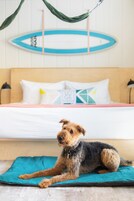 Pet-friendly