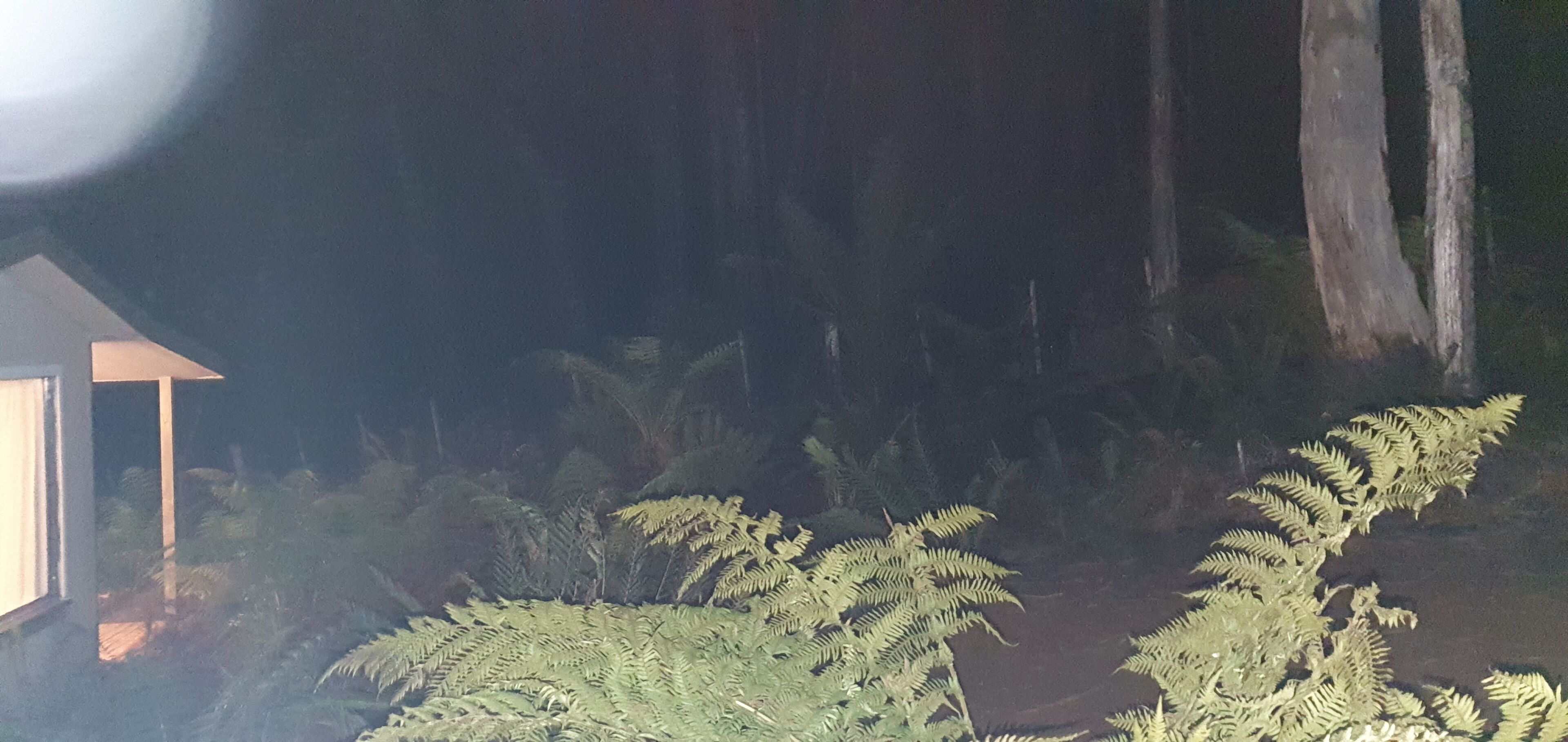 A night scene with a small illuminated structure, possibly a gazebo, surrounded by dense ferns and a large tree trunk.