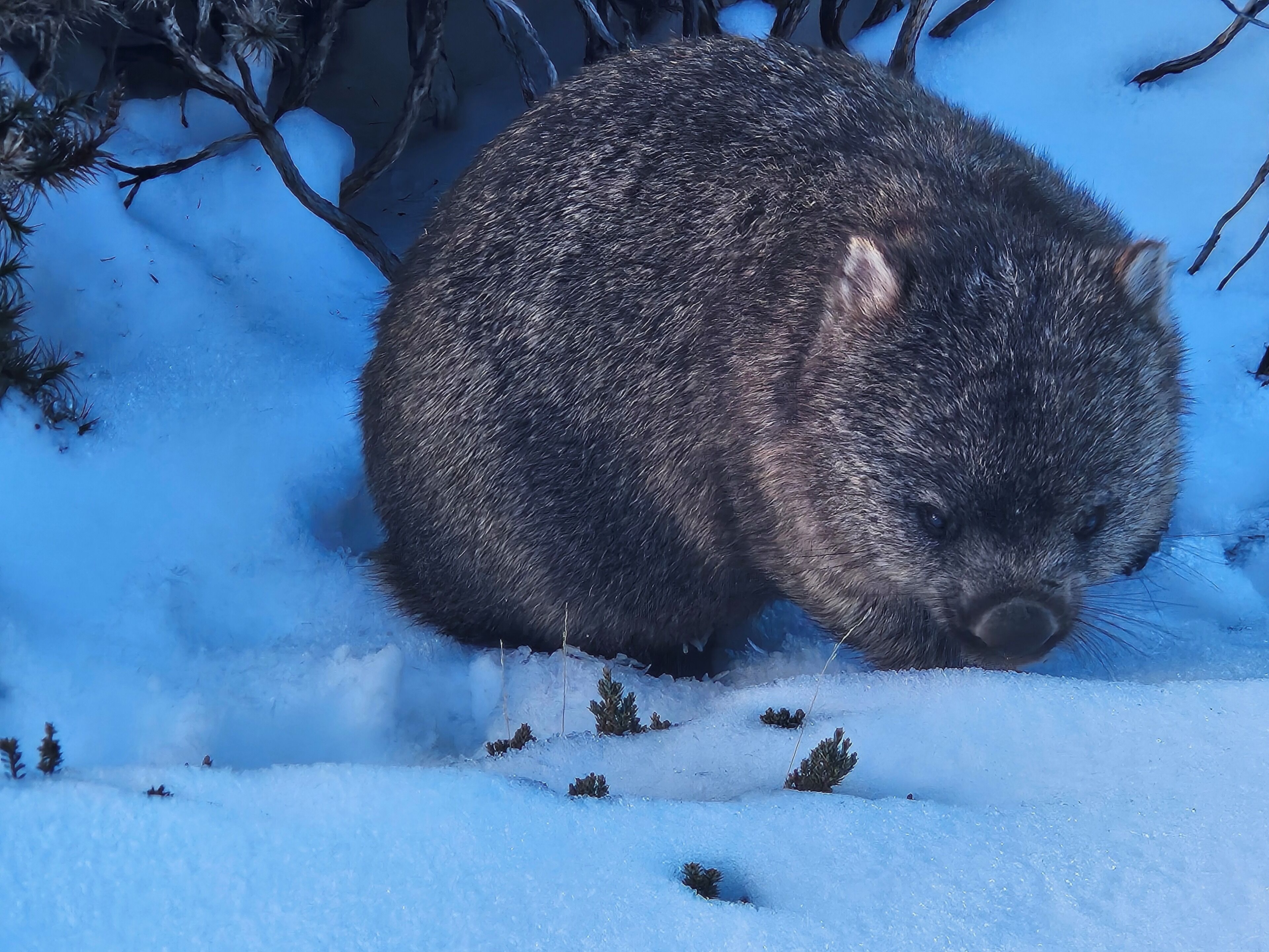 Comfort Cottage, 1 Queen Bed, Kitchen | Laundry