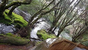 A wooden bridge over a stream in a forested area with moss-covered rocks and trees.