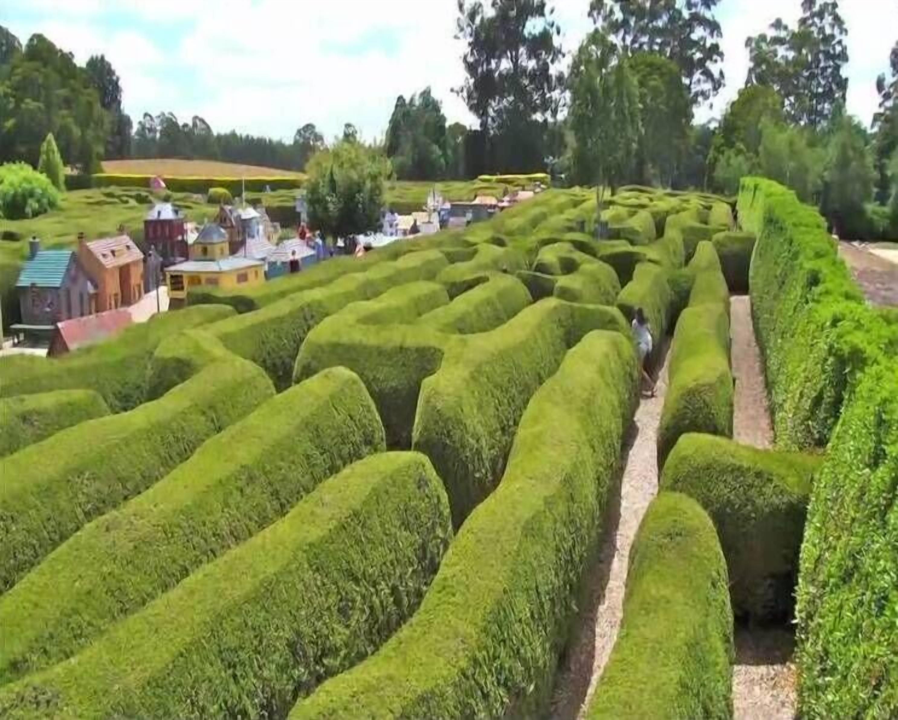 A maze of neatly trimmed hedges with a path through the center, surrounded by buildings and trees.