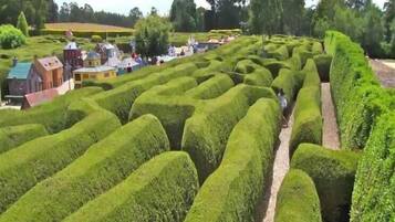 A maze of neatly trimmed hedges with a path through the center, surrounded by buildings and trees.