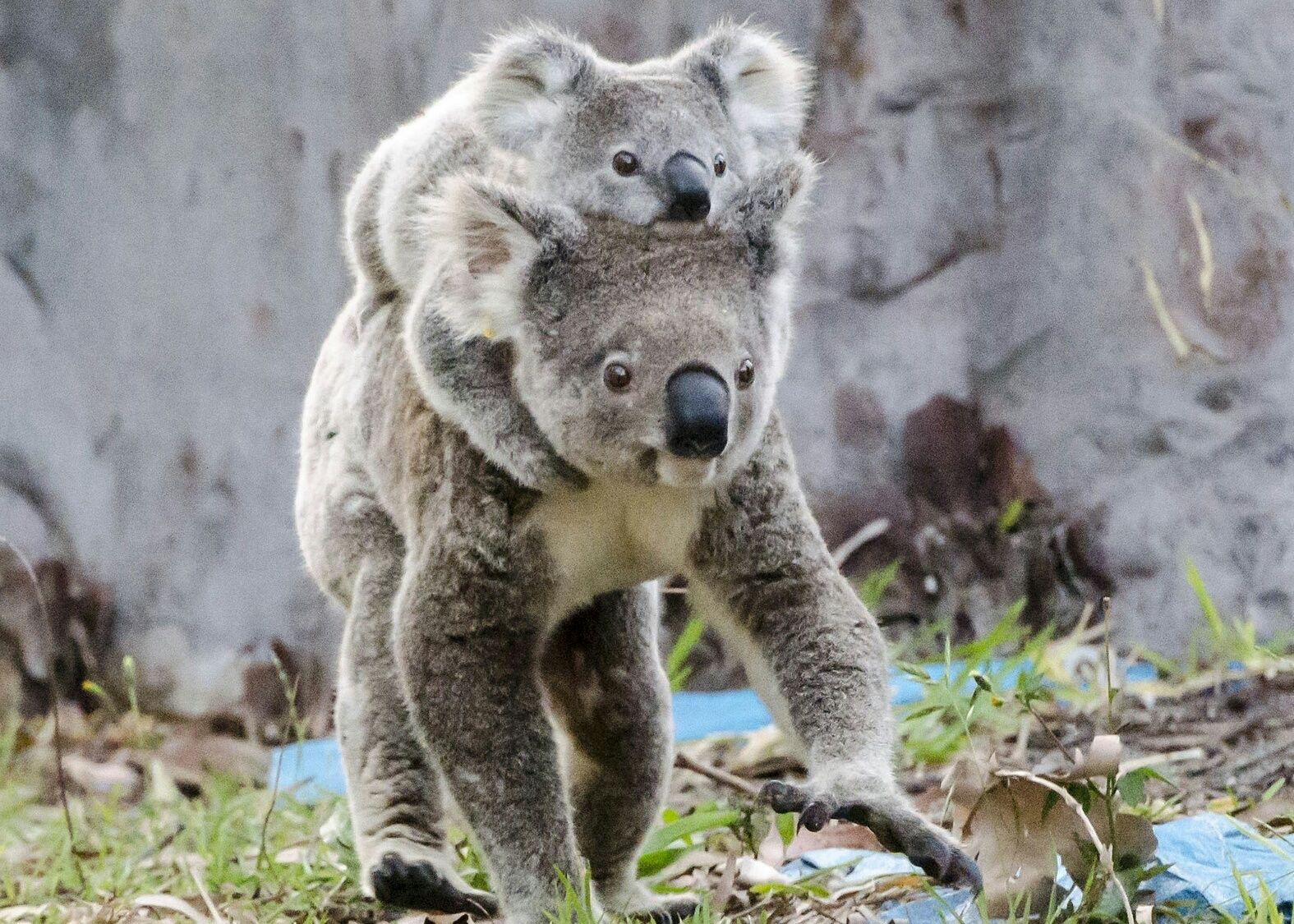 A koala with a joey in its pouch walking on grass.
