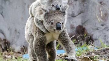 A koala with a joey in its pouch walking on grass.