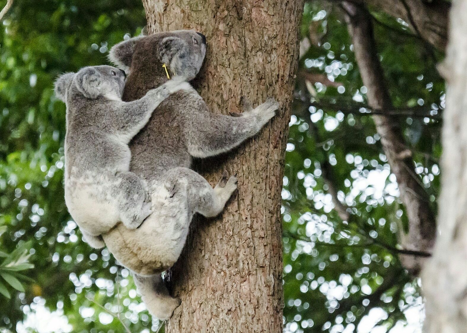 Two koalas clinging to a tree trunk.