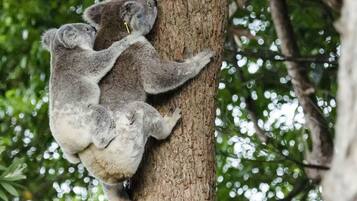 Two koalas clinging to a tree trunk.