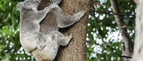 Two koalas clinging to a tree trunk.