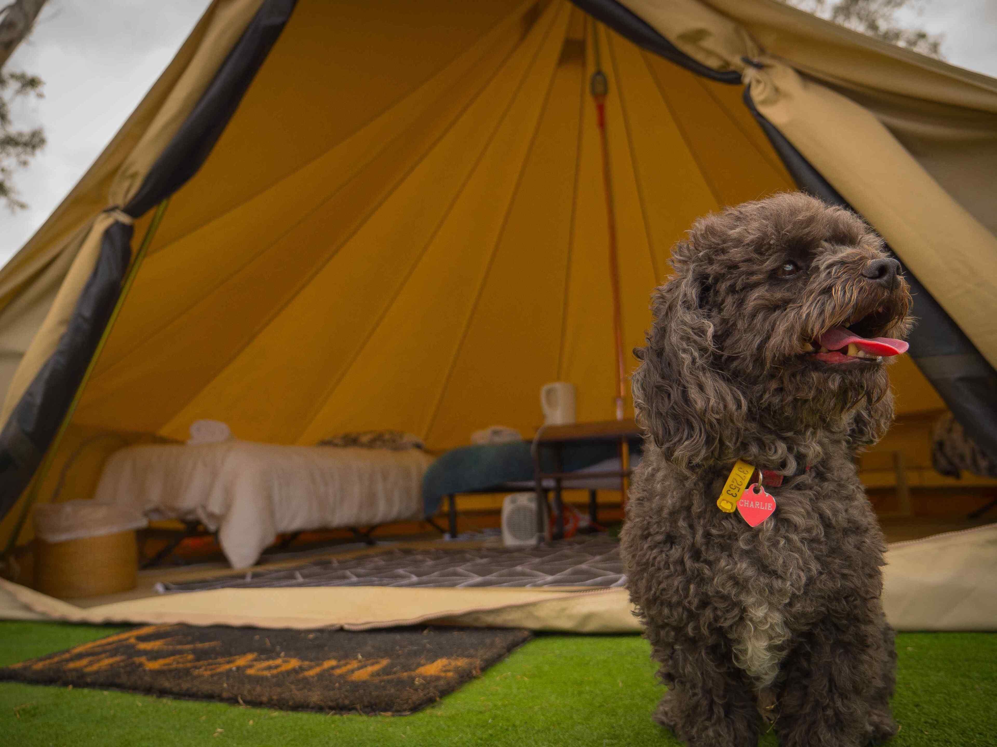 Un chien se tient devant une tente dans laquelle on peut apercevoir un lit et une chaise.