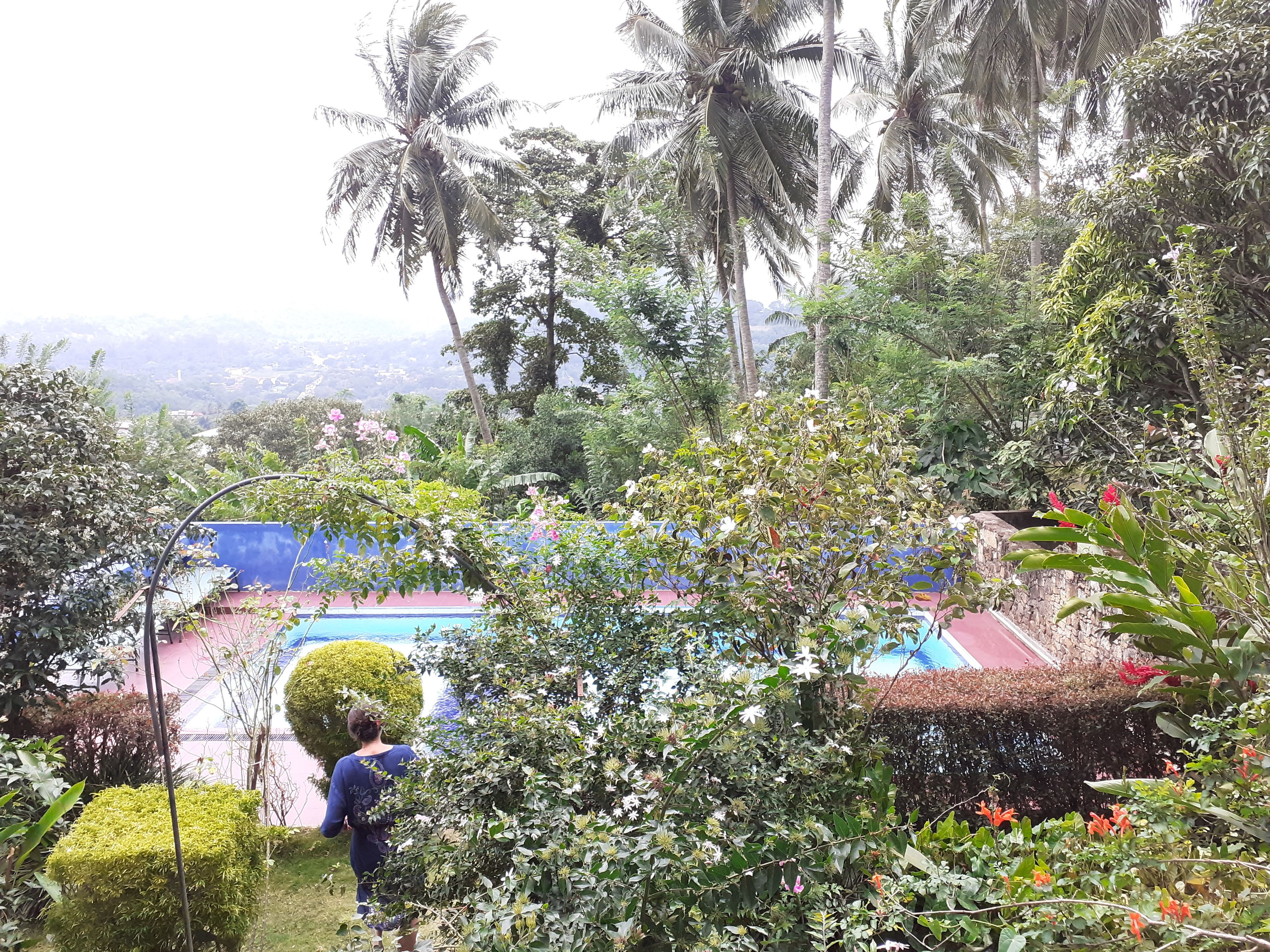 A lush garden with a swimming pool, surrounded by dense foliage and palm trees.