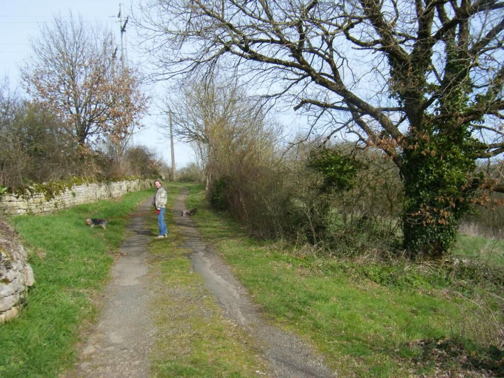 A rural path with a person and a dog, surrounded by trees and a stone wall.