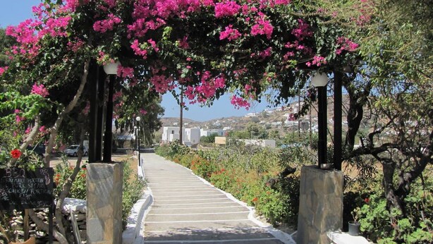 A stone staircase leading up to a covered area with pink flowers, surrounded by greenery and a view of buildings in the distance. - Eden Ios Rooms (Ios)