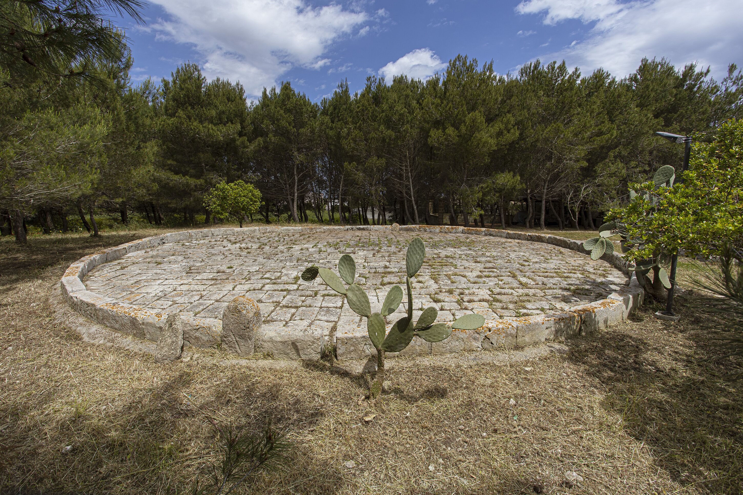 Una plaza de piedra circular con un cactus en el centro, rodeada de un área boscosa.