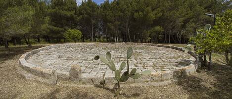 Una plaza de piedra circular con un cactus en el centro, rodeada de un área boscosa.