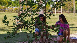 Two individuals planting a tree in a park with a grassy area and a stone pathway. - Pousada P é na Terra (Brotas)