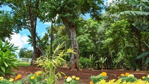 Un giardino con diverse piante e alberi, un recinto bianco sullo sfondo e un cielo sereno.