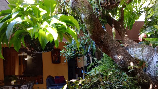 Un espace extérieur aménagé avec des tables et des chaises, entouré d’une végétation luxuriante et d’un grand arbre.