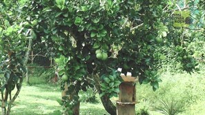 Garden - Happy Paradise (Janda Baik)