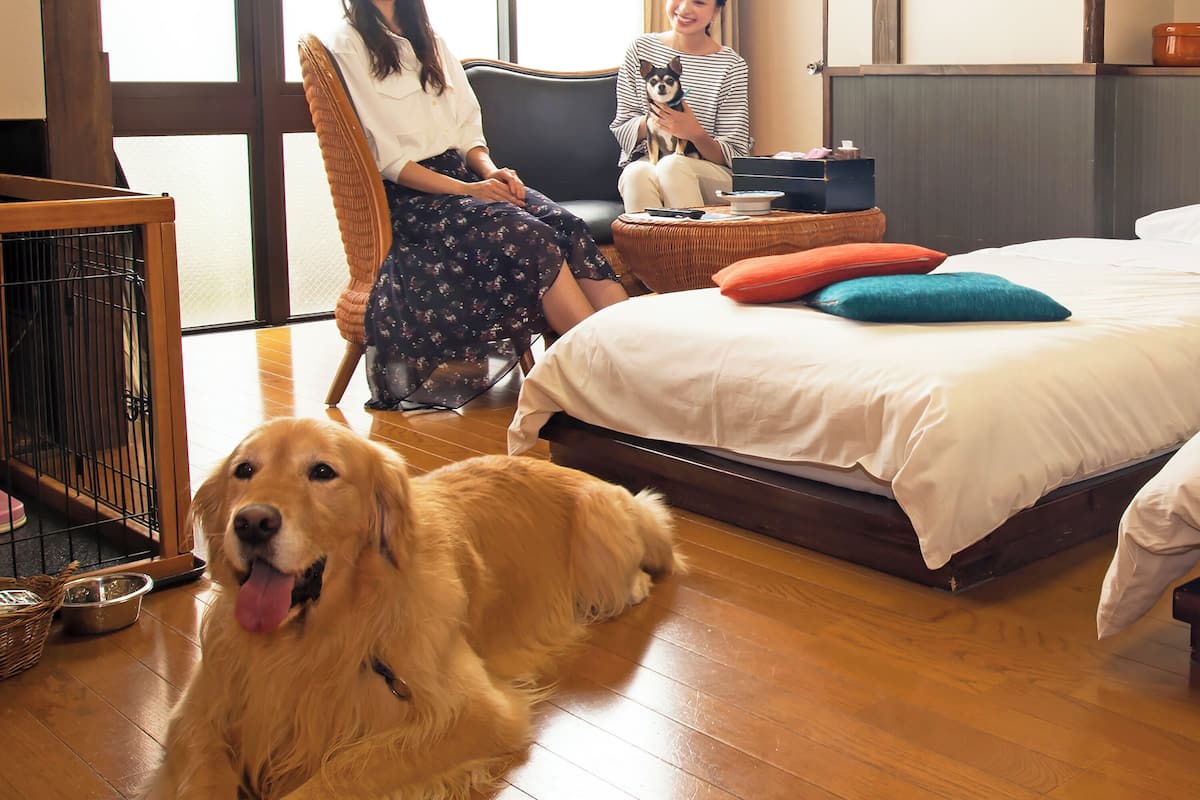 A room with a bed, a wicker chair, a wooden floor, and a dog.