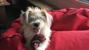 A small dog lying on a red bean bag chair, holding a colorful rope toy.