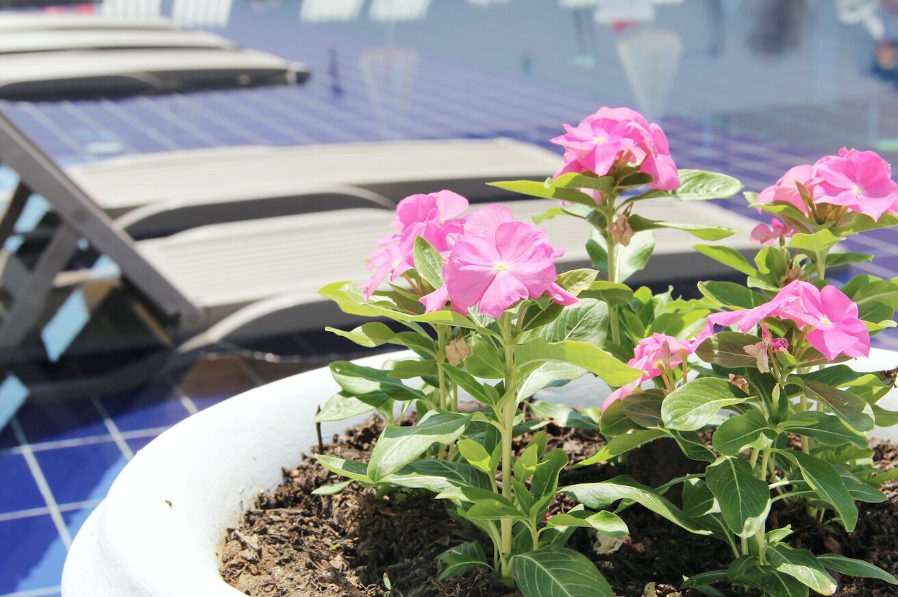 seasonal outdoor pool, pool umbrellas, pool loungers