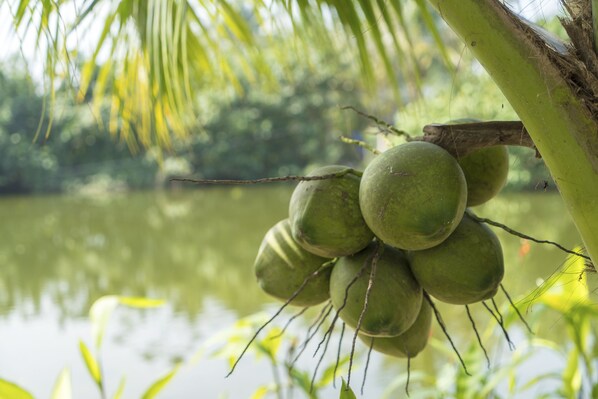 A cluster of green coconuts hanging from a tree branch over a body of water. - Luna Villa Homestay (Da Nang)