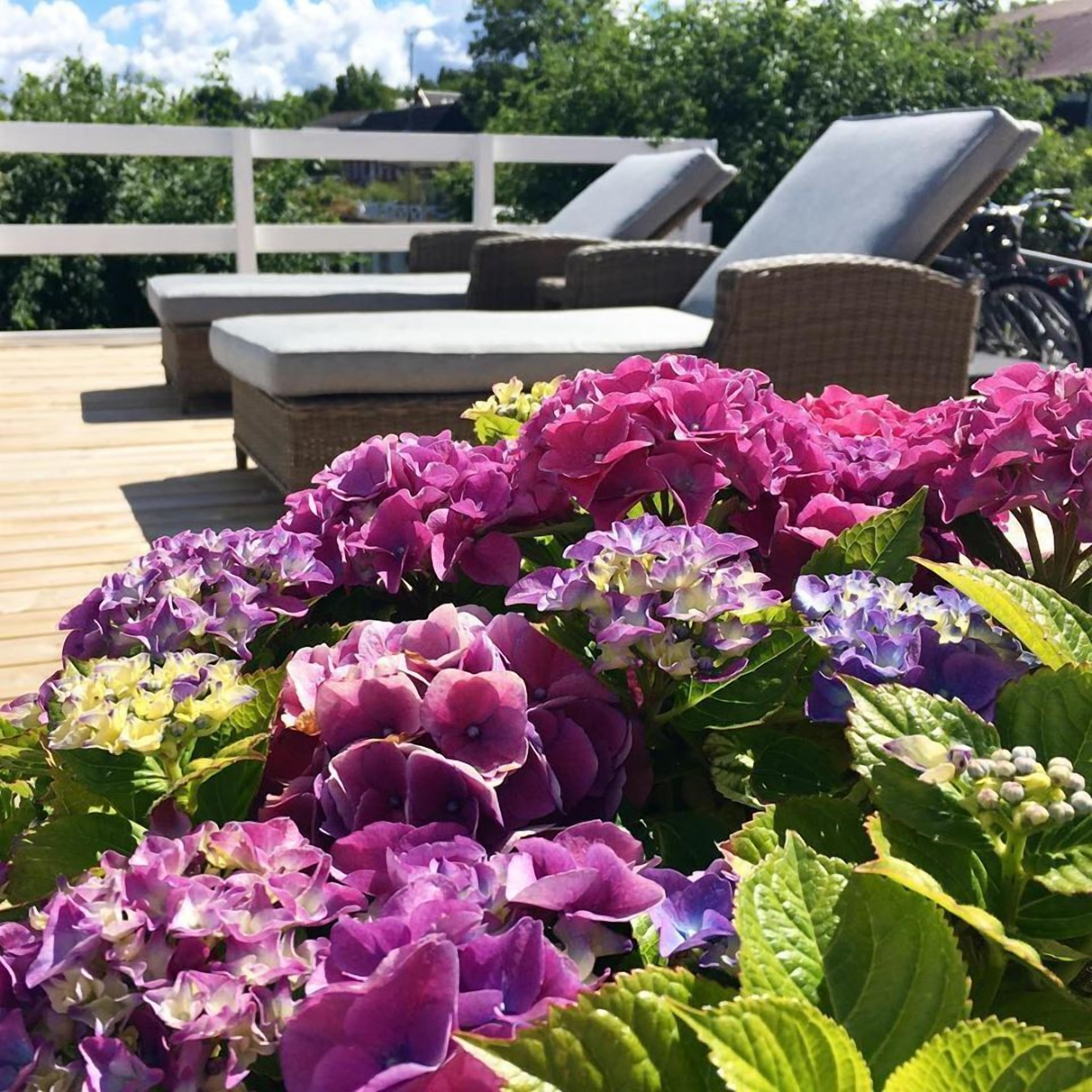 Una terraza de madera con muebles de exterior y diversas flores de hortensia moradas.
