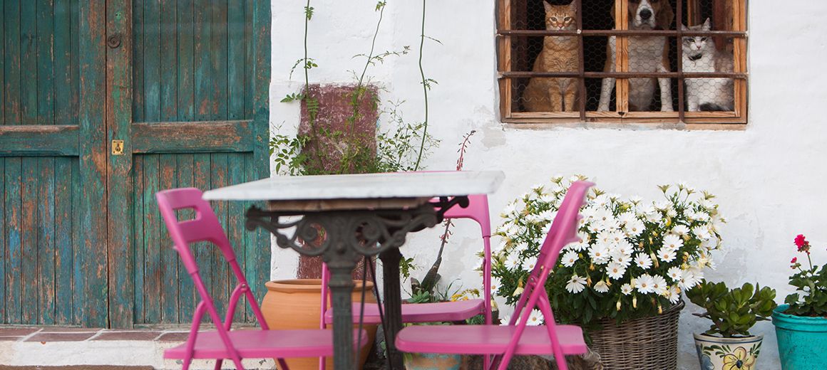 A table with pink chairs, a window with cats, and potted plants.