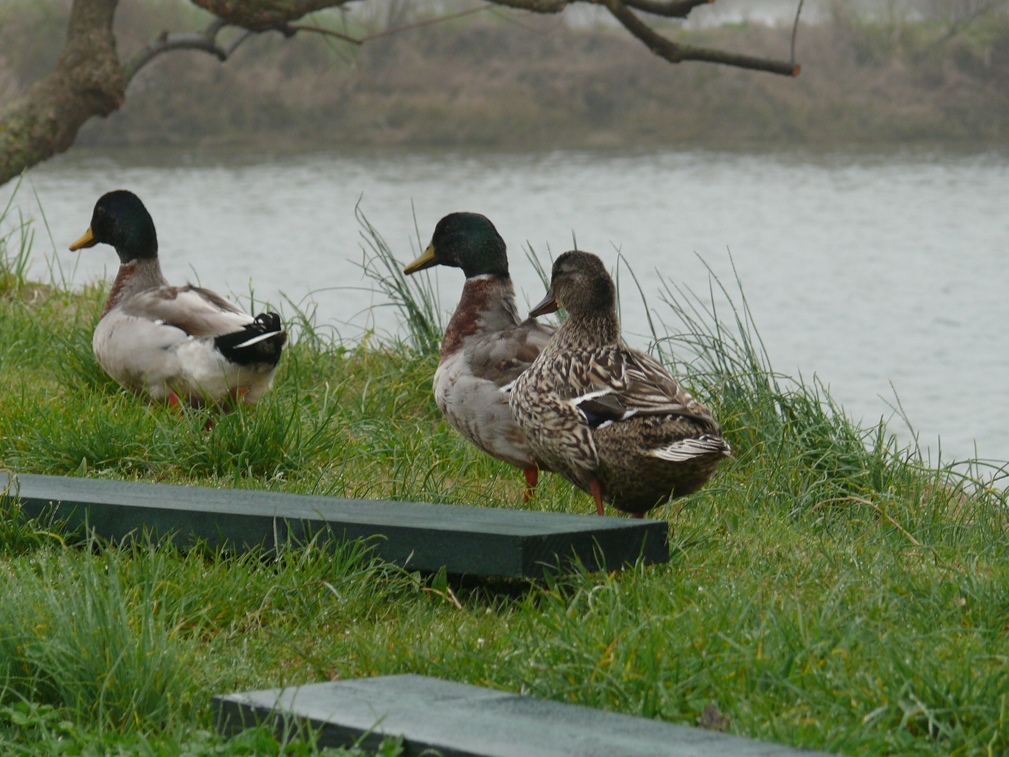 Foto - Agriturismo La Barena