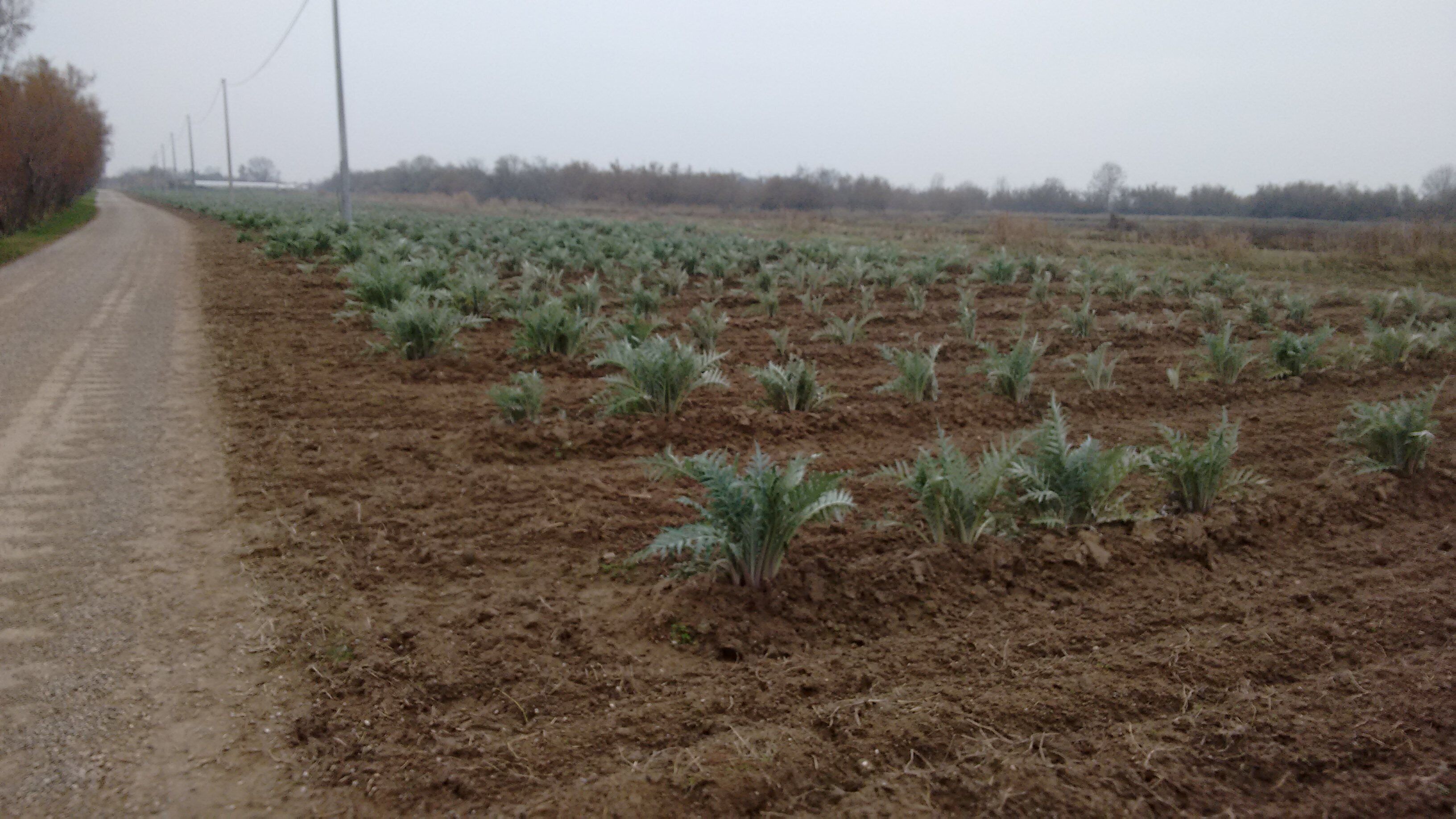 Foto - Agriturismo La Barena