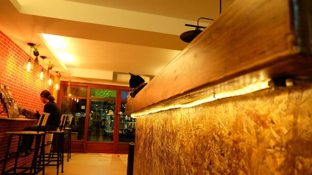 A bar area with a brick wall, hanging plants, and a cat sitting on the counter. - Fellow Hostel (Chiang Mai)