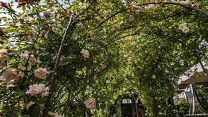 Un sentier traverse un jardin de roses, et on aperçoit au loin une structure en forme de tunnel.
