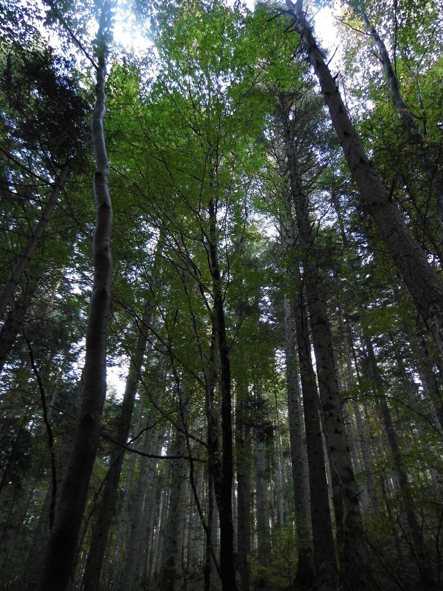 Une forêt dense, avec de grands arbres et une canopée de feuilles vertes.