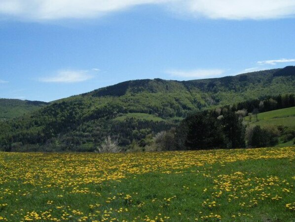 A field of yellow flowers with green hills in the background. - L'Atelier S (Mont Lozere et Goulet)