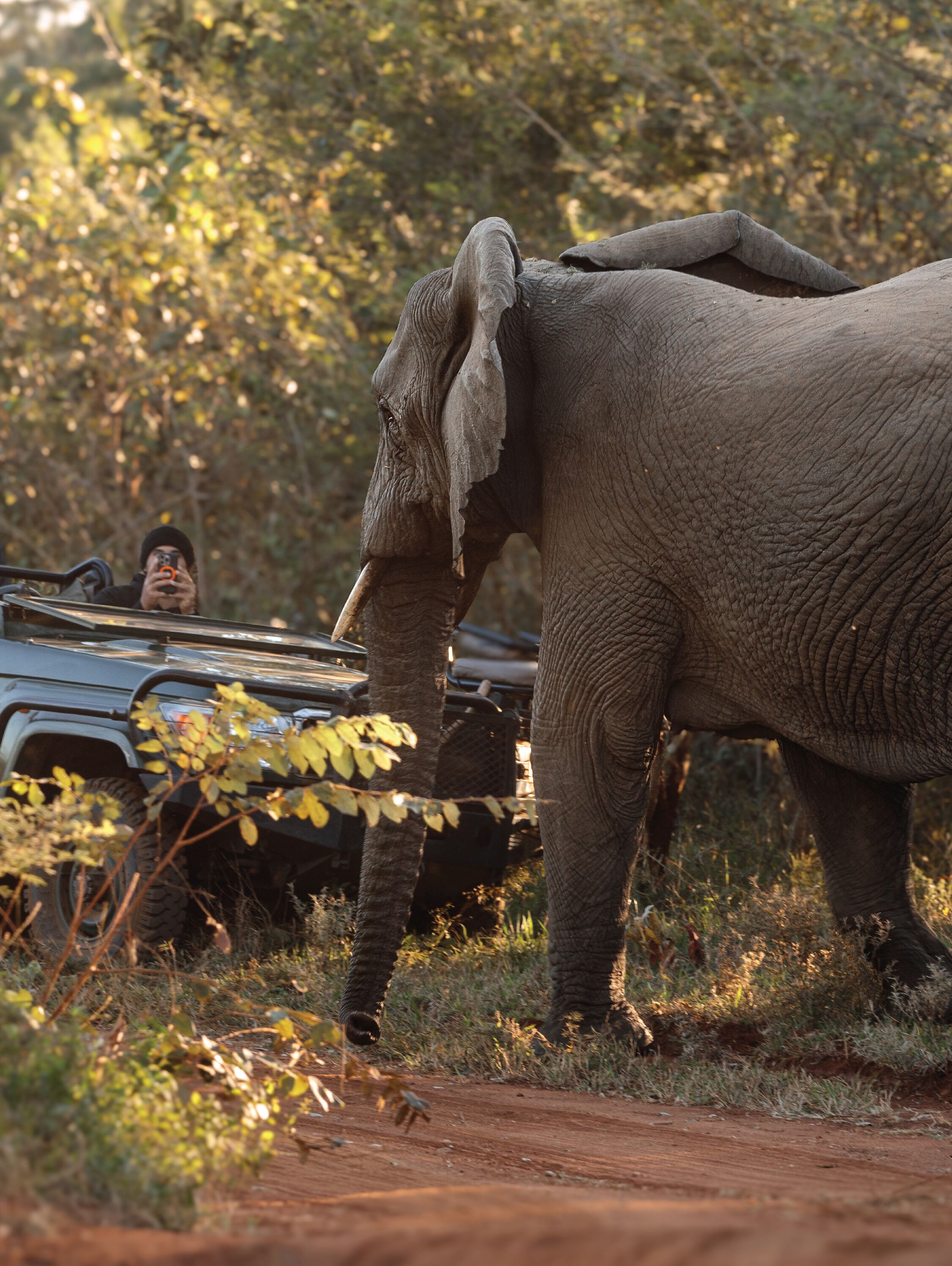 An elephant walking on a dirt path with vehicles and foliage in the background.
