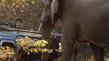 An elephant walking on a dirt path with vehicles and foliage in the background.