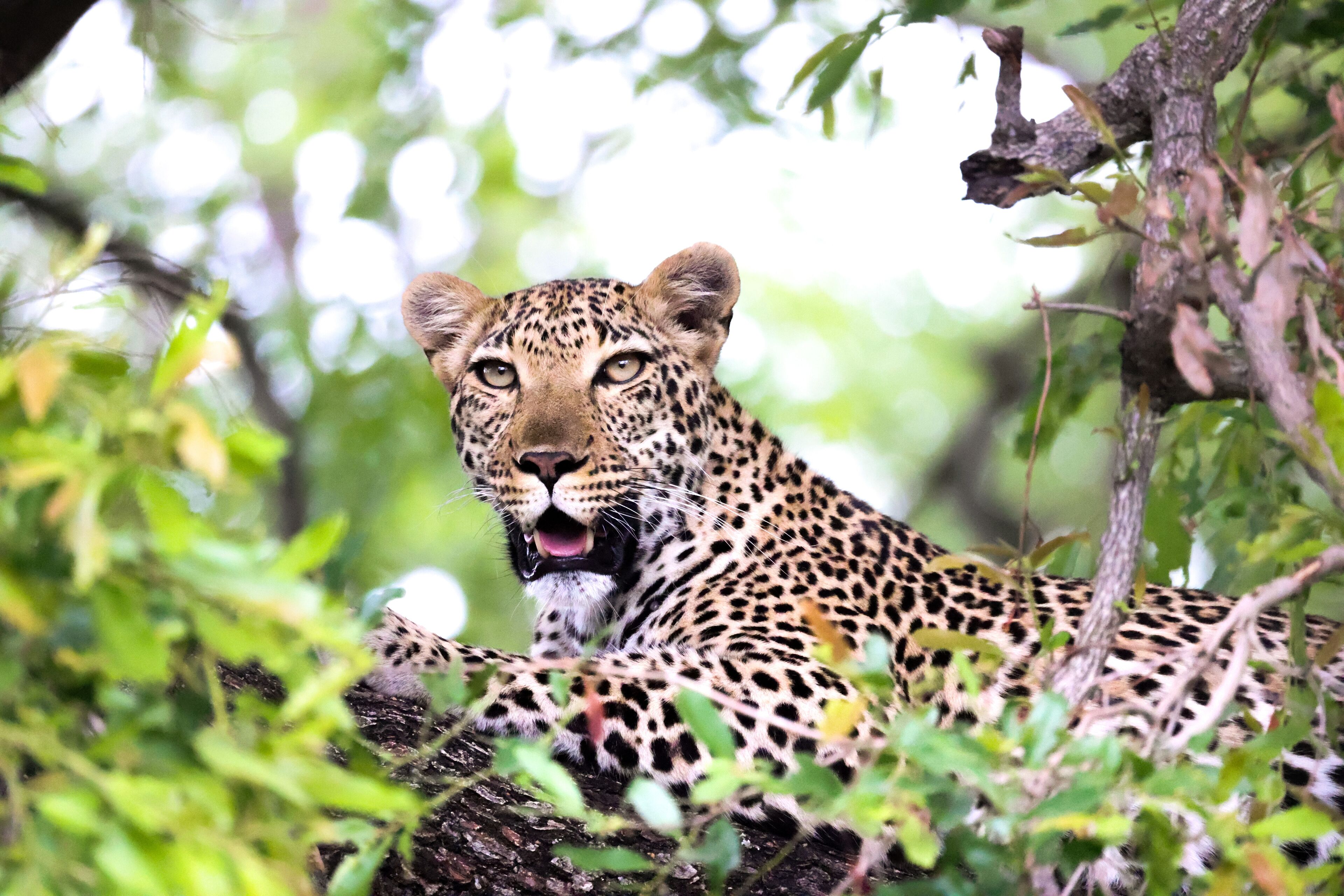A leopard in a natural setting with dense foliage and trees.