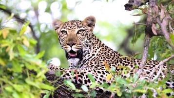 A leopard in a natural setting with dense foliage and trees.