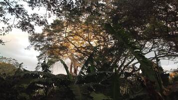 A dense tropical forest with large trees and broad-leafed plants.