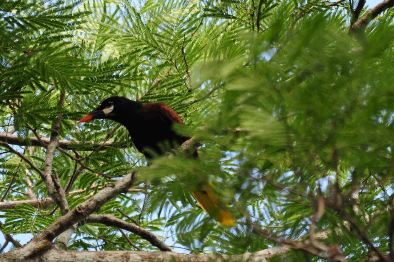 Un pájaro posado en una rama de árbol.