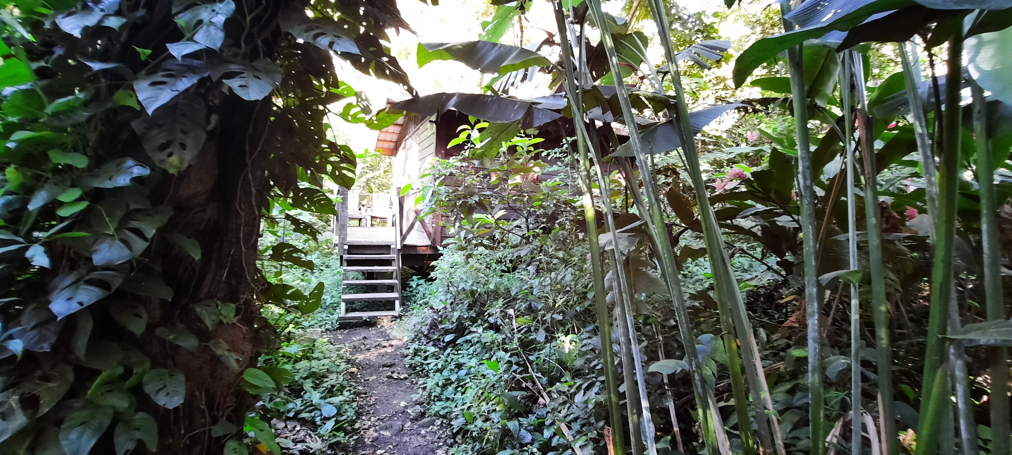 Un étroit sentier de jardin mène à une structure en bois surmontée d’une échelle.