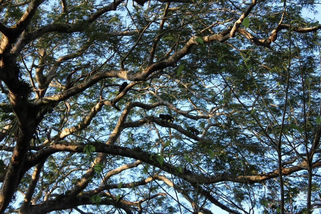 Un arbre frondós amb nombroses branques i fulles davant un cel clar.