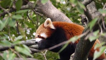 Un panda rojo descansando sobre una rama de árbol en un área boscosa.