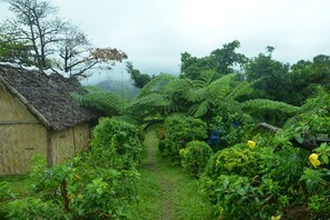 Taman